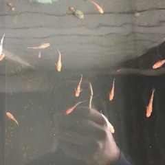 三色透明燐　メダカ
