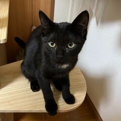 (トライアル決定)★★★かわいい子猫（16匹）の貰い手さん募集中...