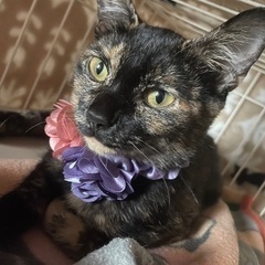 目がクリクリのサビ猫の希ちゃん♀