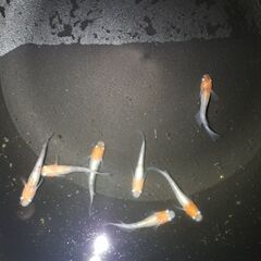 🐟メダカ　紅白小町　若魚🐟　①の画像