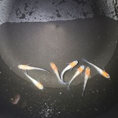 🐟メダカ　紅白小町　若魚🐟　①の画像