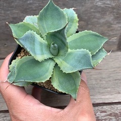 アガベ  雷神錦　多肉植物　ガーデン　ガーデニング