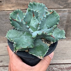 アガベ  イシスメンシス　甲蟹　多肉植物　ガーデニング