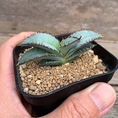 アガベ  チタノタ　チタノタブルー　多肉植物　ガーデニング