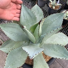 アガベ  ドラゴントゥース　特大　多肉植物