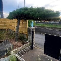 松の木差し上げます!