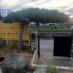 松の木差し上げます!の画像