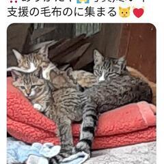 被災地に置き去りにされた動物達に！【通年】 − 福島県