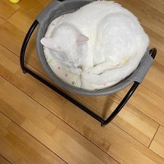 ねこが入るやつの画像