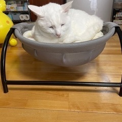 ねこが入るやつの画像