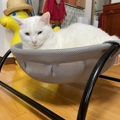 ねこが入るやつ