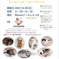 保護猫譲渡会⭐waiwaiドームしもつま10/30