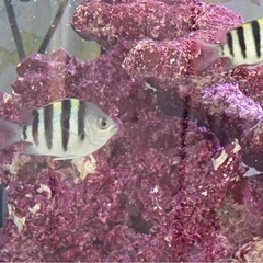 オヤビッチャ　海水魚　天然　アクアリウム　スズメダイ科の画像