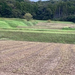 棚田　中山間地区　農家直送コシヒカリ　新米　千葉君津　遠赤外線2...