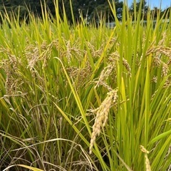 奈良県のヒノヒカリの中古が安い!激安で譲ります・無料で 奈良県のヒノヒカリの中古が安い!激安で譲ります・無料で