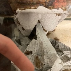ヨーロッパイエコオロギ 100匹+予備