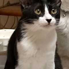子猫の里親募集★ハチワレの女の子