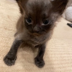娘の家で生まれた子猫ちゃん