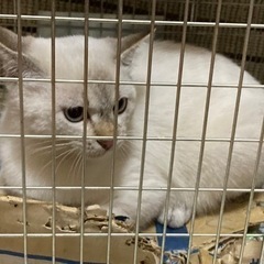 ○インタナショナル猫さんへと決まりました○コロコロとしたあおい目...