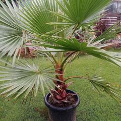 ワシントンヤシ 130cm