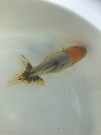 鈴木系東錦　当歳　金魚