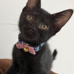 ★★★かわいい子猫（16匹）の貰い手さん募集中！★★★No.5