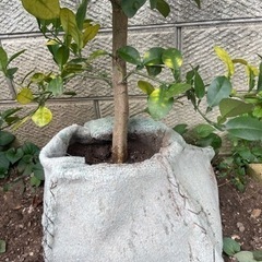 ゆずの樹の画像