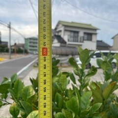 ゆずの樹の画像
