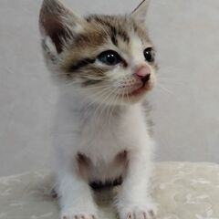 推定生後1か月半キジトラちゃんとハチワレちゃんの里親募集
