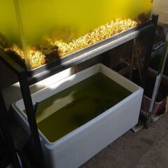 ☆60センチ水槽と台☆グリーンウォーター🚰の画像