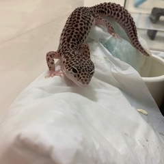 【新しい家族が見つかりました】ヒョウモントカゲモドキ（レオパード...