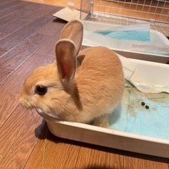 ミニウサギ 里親募集