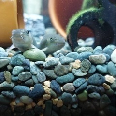 ドクターフィッシュ