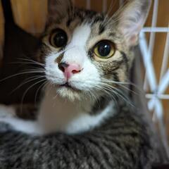 キジシロ♂（推定4ヶ月）里親募集中です!