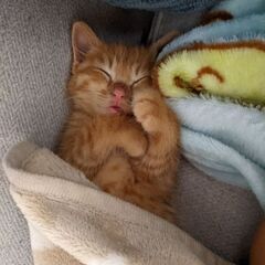 小猫　生後約2ヶ月　女の子