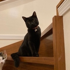 トライアル予定です　くろねこちゃん
