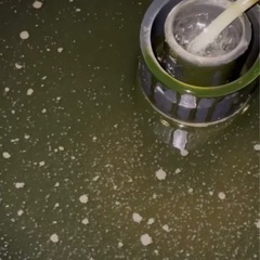 タマミジンコの種　めだかのご馳走！の画像