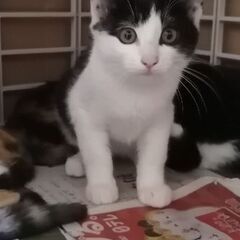 飼い主さま募集中(ΦωΦ)