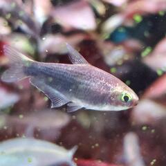 ブラックエンペラーテトラ 2匹 熱帯魚 お譲りしますの画像