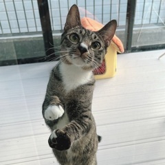 人懐っこい甘えん坊の男の子です