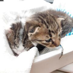 綺麗な子猫の兄弟 里親決定しました！