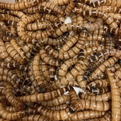 ジャイアントミルワーム　約5cm 150g 約130匹　引き取り...