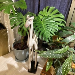木製 白いラクダ🐫の画像