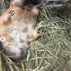 寝相がおもしろいデグー　男の子　