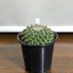 サボテンや多肉植物の買取、引き取り