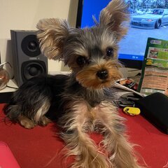 小型犬の友達募集