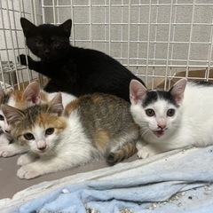 里親様決まりました。