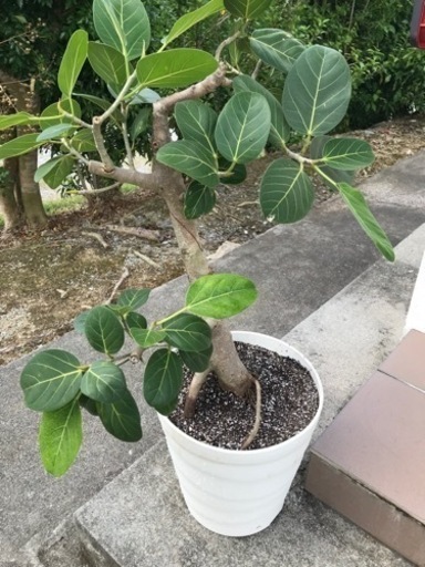 取引中ゴムノキ　90cm丈
