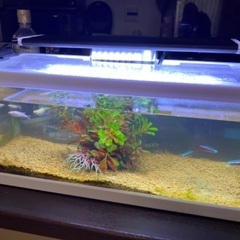 メダカセット
