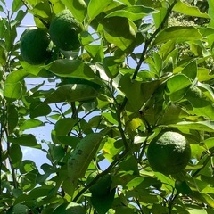 無農薬　青柚子10個の画像